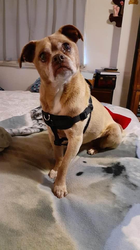 Enlarge Peanut, a Adoptable mixed breed in Grass Valley, CA image 1/1