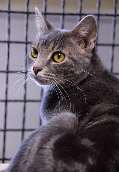 Enlarge Dusty: Pet of the Week!, a Adoptable Tabby in Fort Leavenworth, KS image 1/4