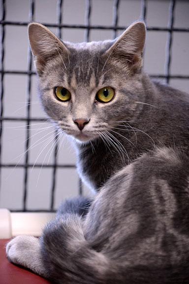 Enlarge Dusty: Pet of the Week!, a Adoptable Tabby in Fort Leavenworth, KS image 2/4