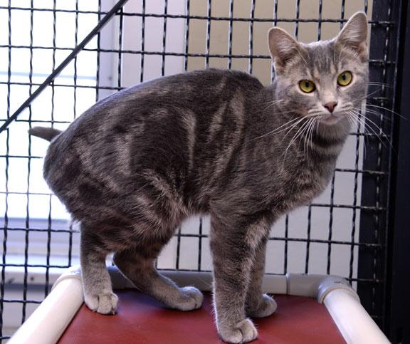 Enlarge Dusty: Pet of the Week!, a Adoptable Tabby in Fort Leavenworth, KS image 4/4