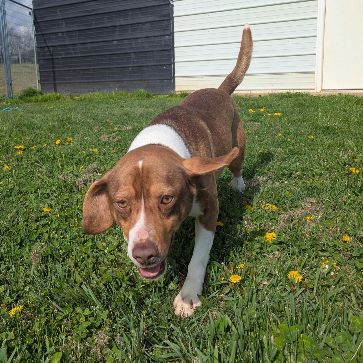 Enlarge Waylon, a ADOPTABLE Beagle in Stoughton, MA image 1/6