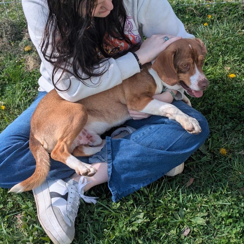 Enlarge Waylon, a ADOPTABLE Beagle in Stoughton, MA image 4/6