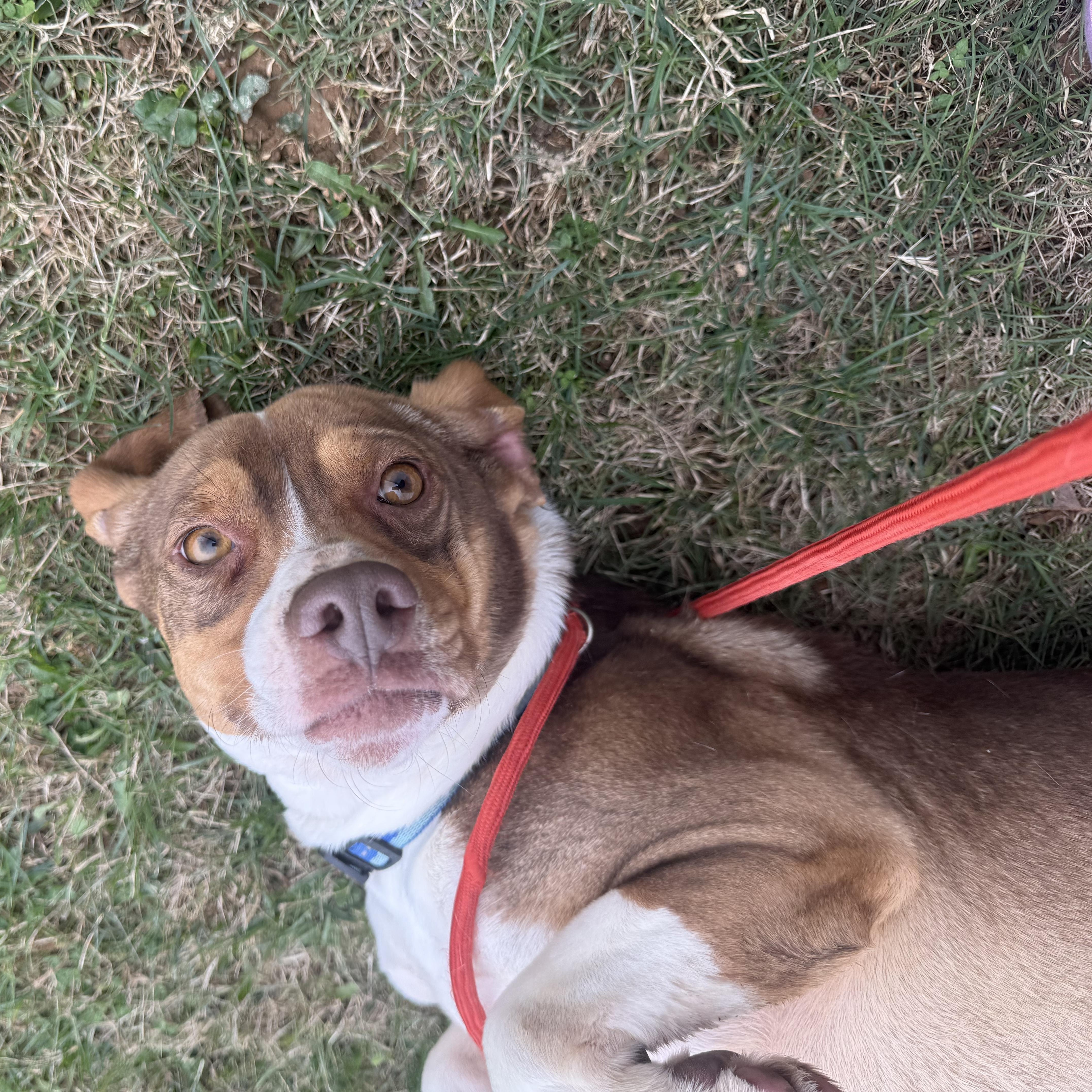 Enlarge Waylon, a ADOPTABLE Beagle in Stoughton, MA image 3/5