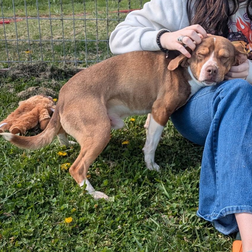 Enlarge Waylon, a ADOPTABLE Beagle in Stoughton, MA image 5/6
