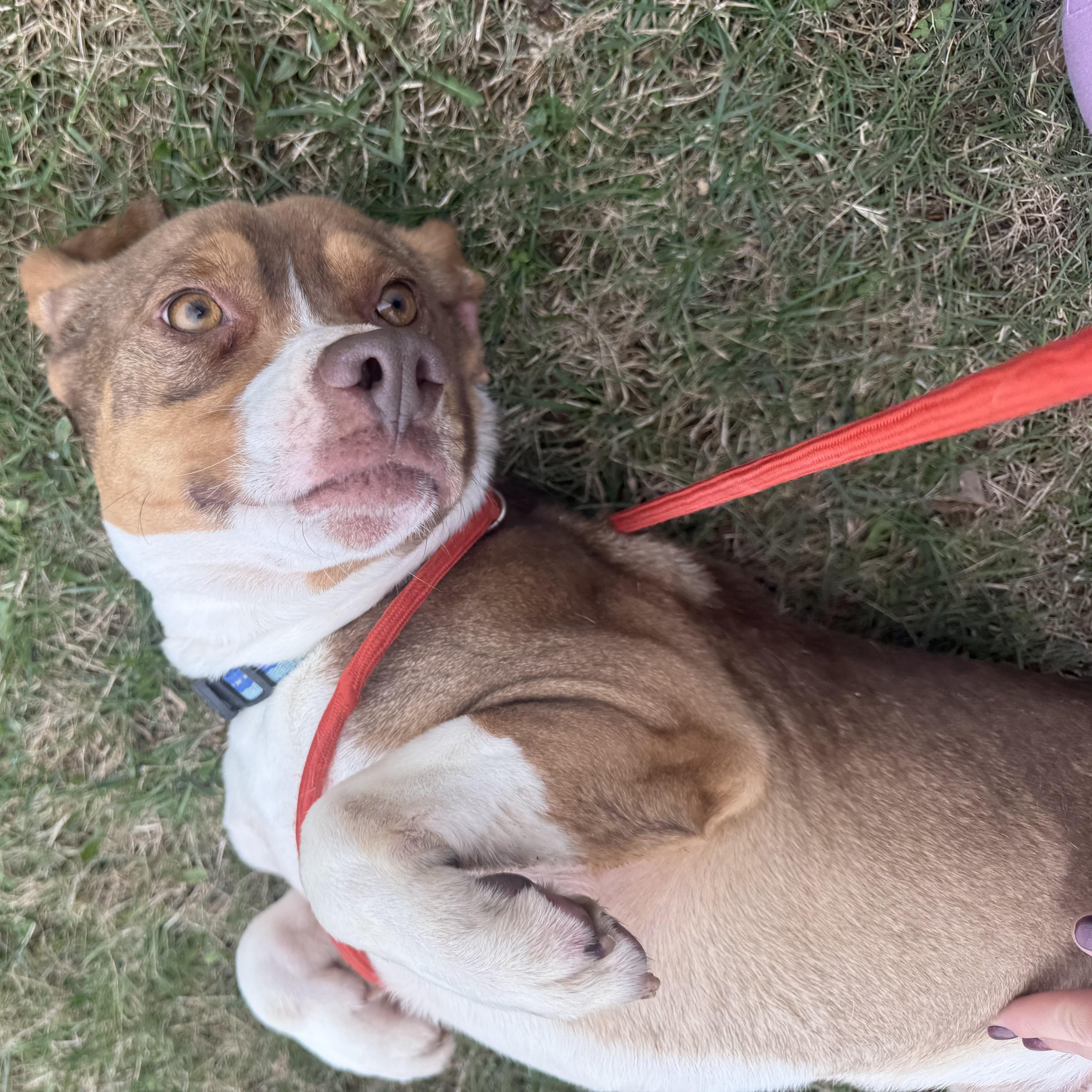Enlarge Waylon, a ADOPTABLE Beagle in Stoughton, MA image 4/5