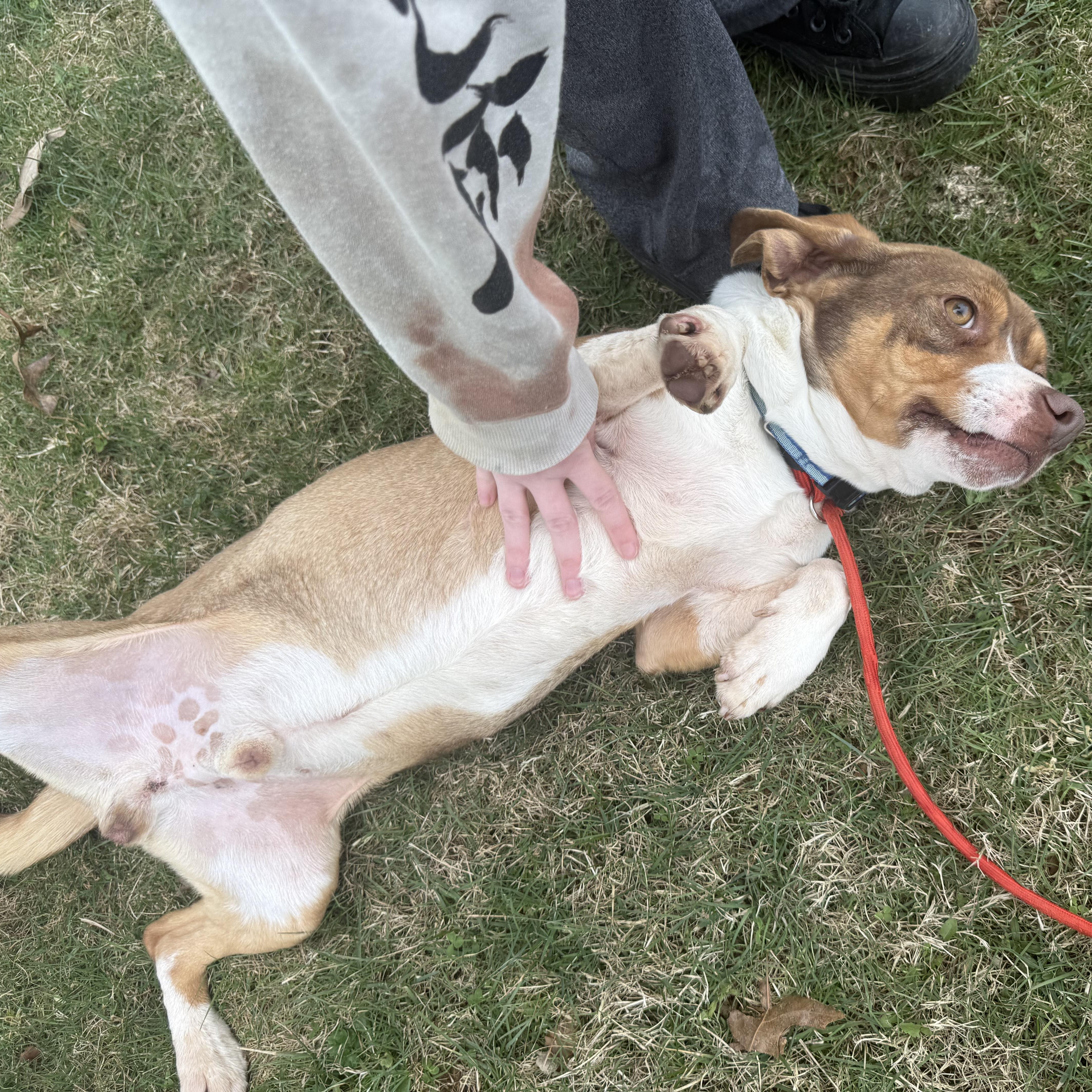 Enlarge Waylon, a ADOPTABLE Beagle in Stoughton, MA image 5/5