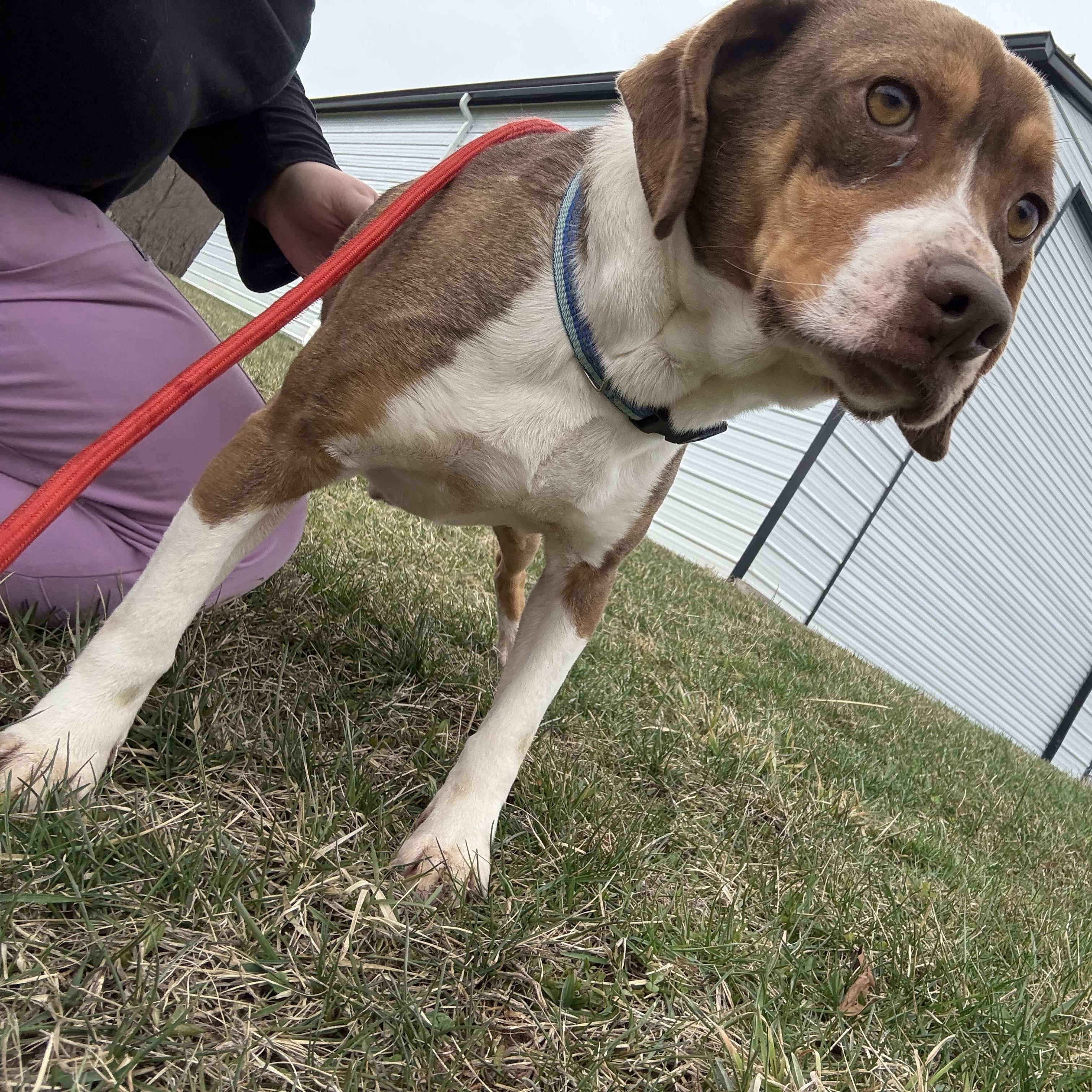 Waylon, ADOPTABLE, Young Male Beagle.