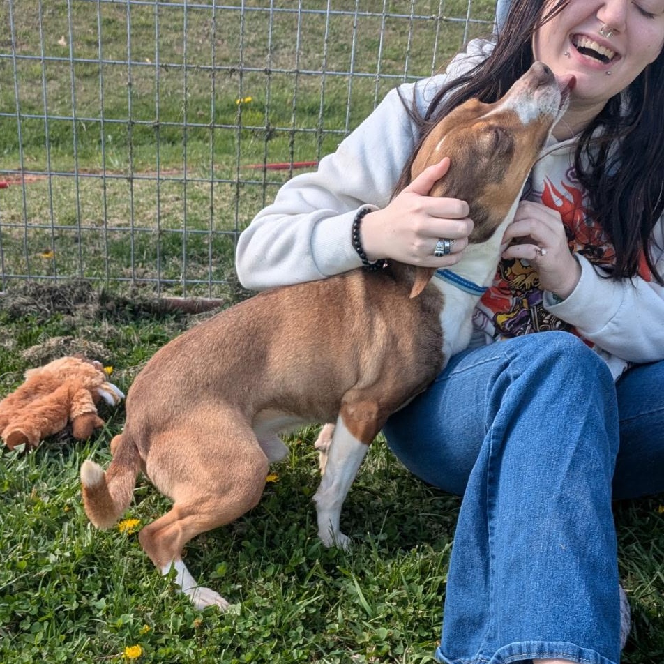 Enlarge Waylon, a ADOPTABLE Beagle in Stoughton, MA image 3/6