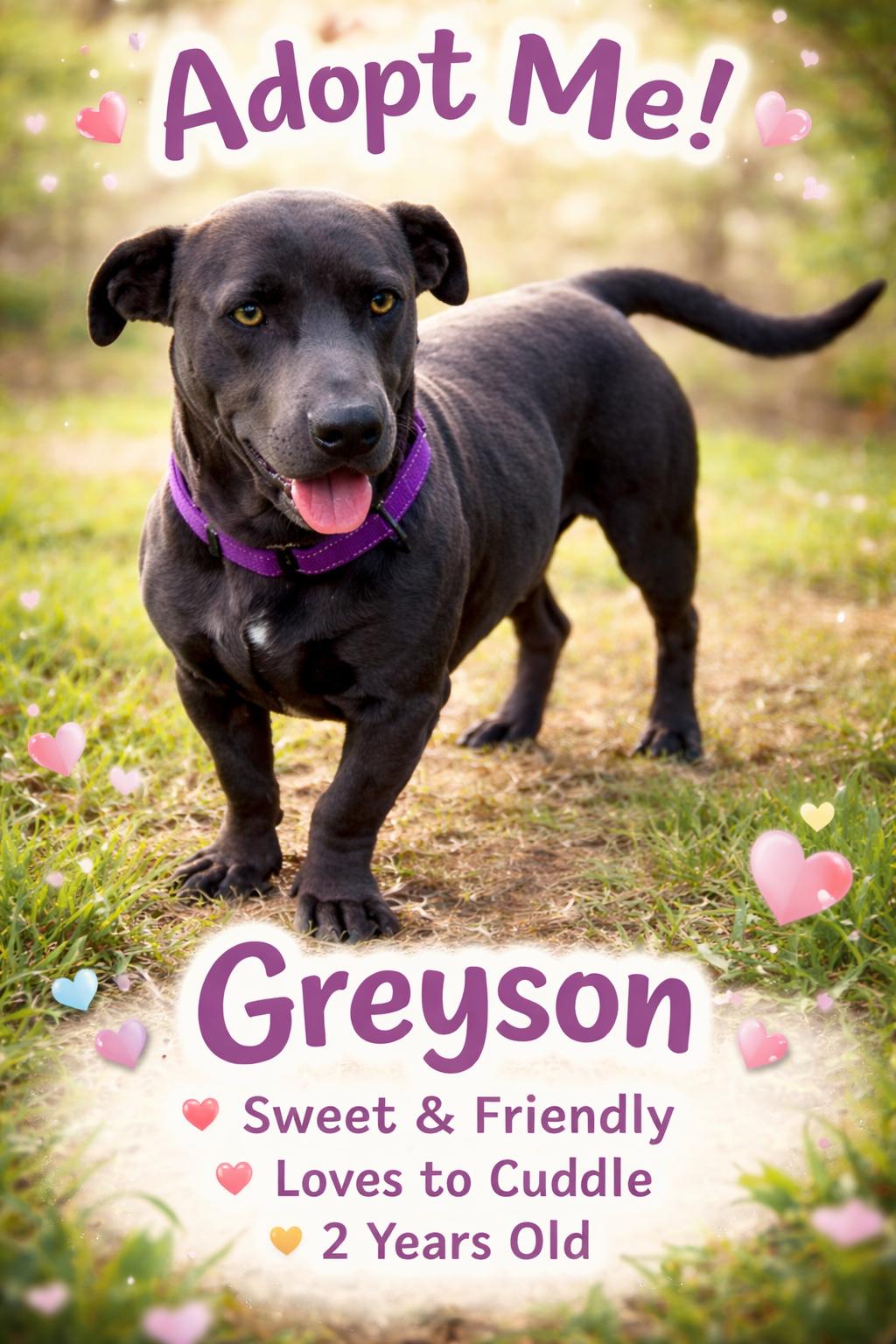 Greyson, Adoptable, Adult Male Pit Bull Terrier & Basset Hound.