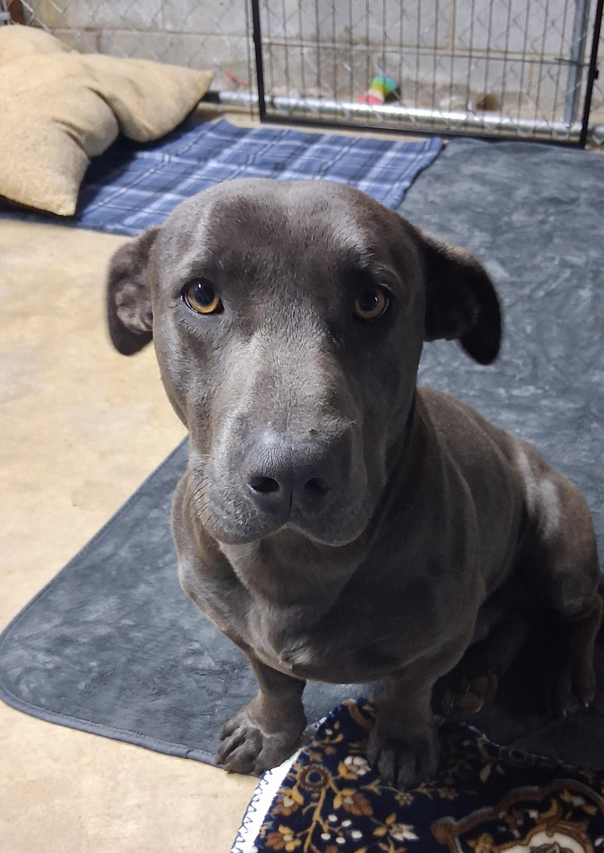 Enlarge Greyson, a Adopted mixed breed in Lynchburg, TN image 2/6