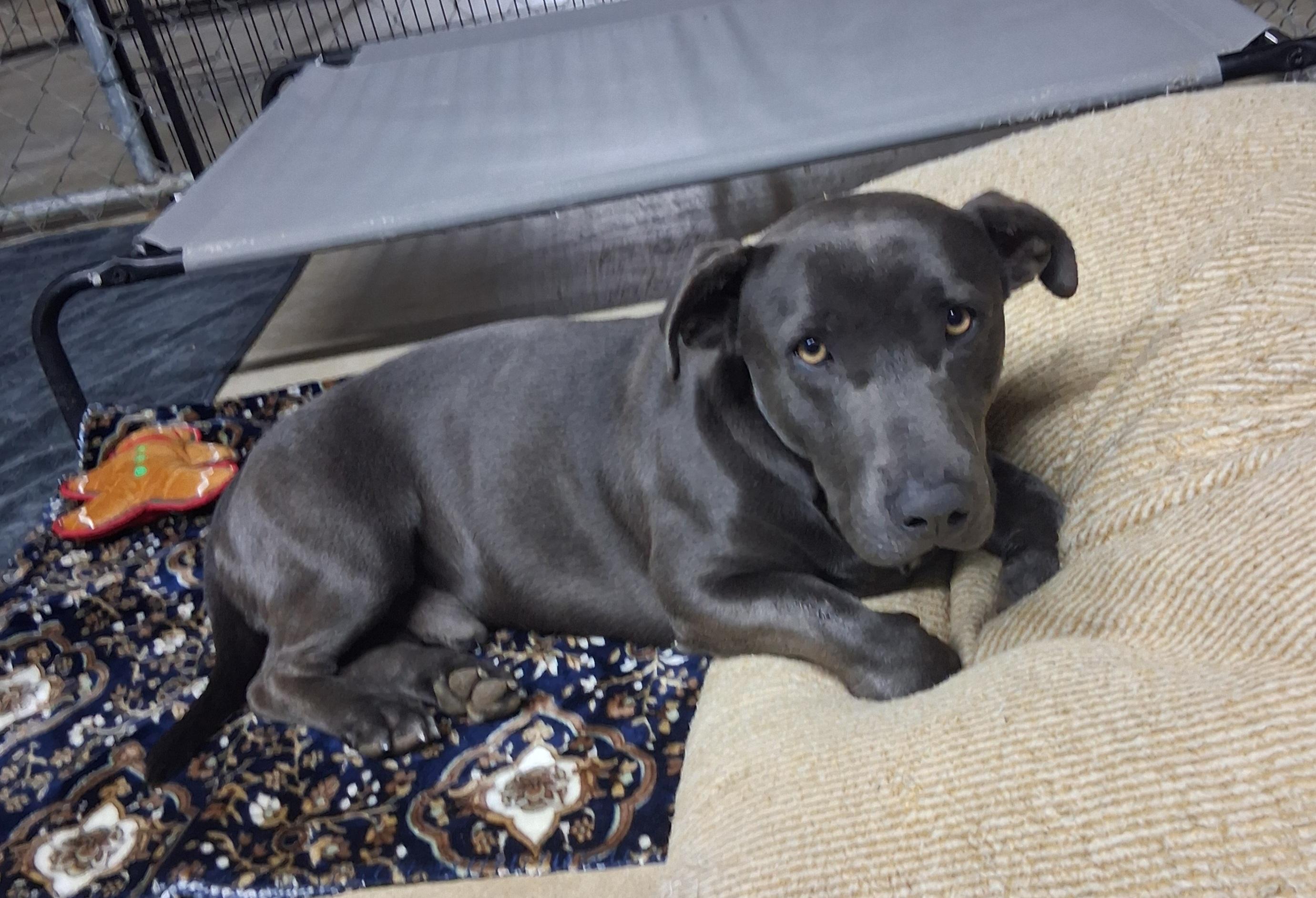 Enlarge Greyson, a Adopted mixed breed in Lynchburg, TN image 3/6