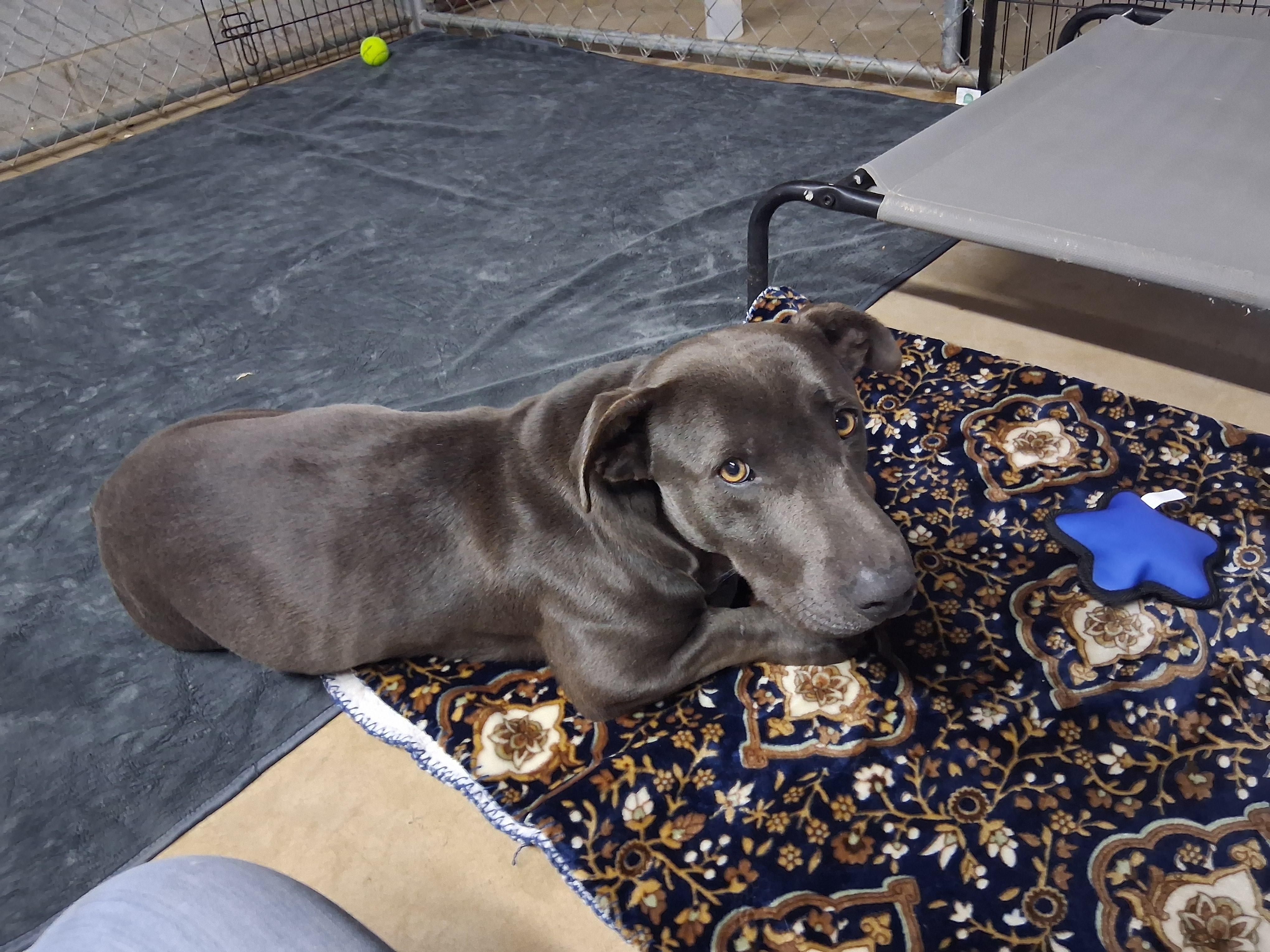 Enlarge Greyson, a Adopted mixed breed in Lynchburg, TN image 4/6