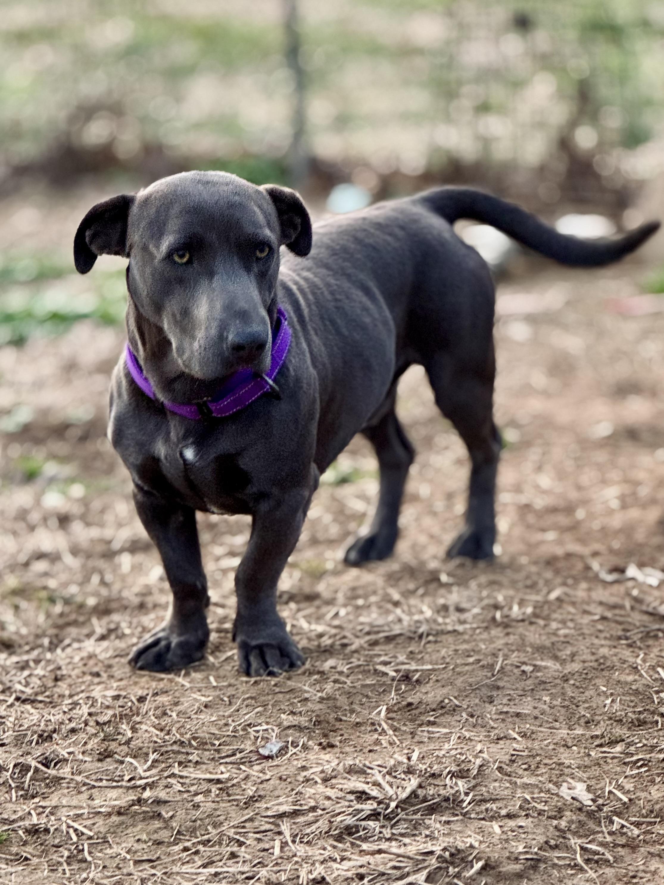 Enlarge Greyson, a Adopted mixed breed in Lynchburg, TN image 5/6