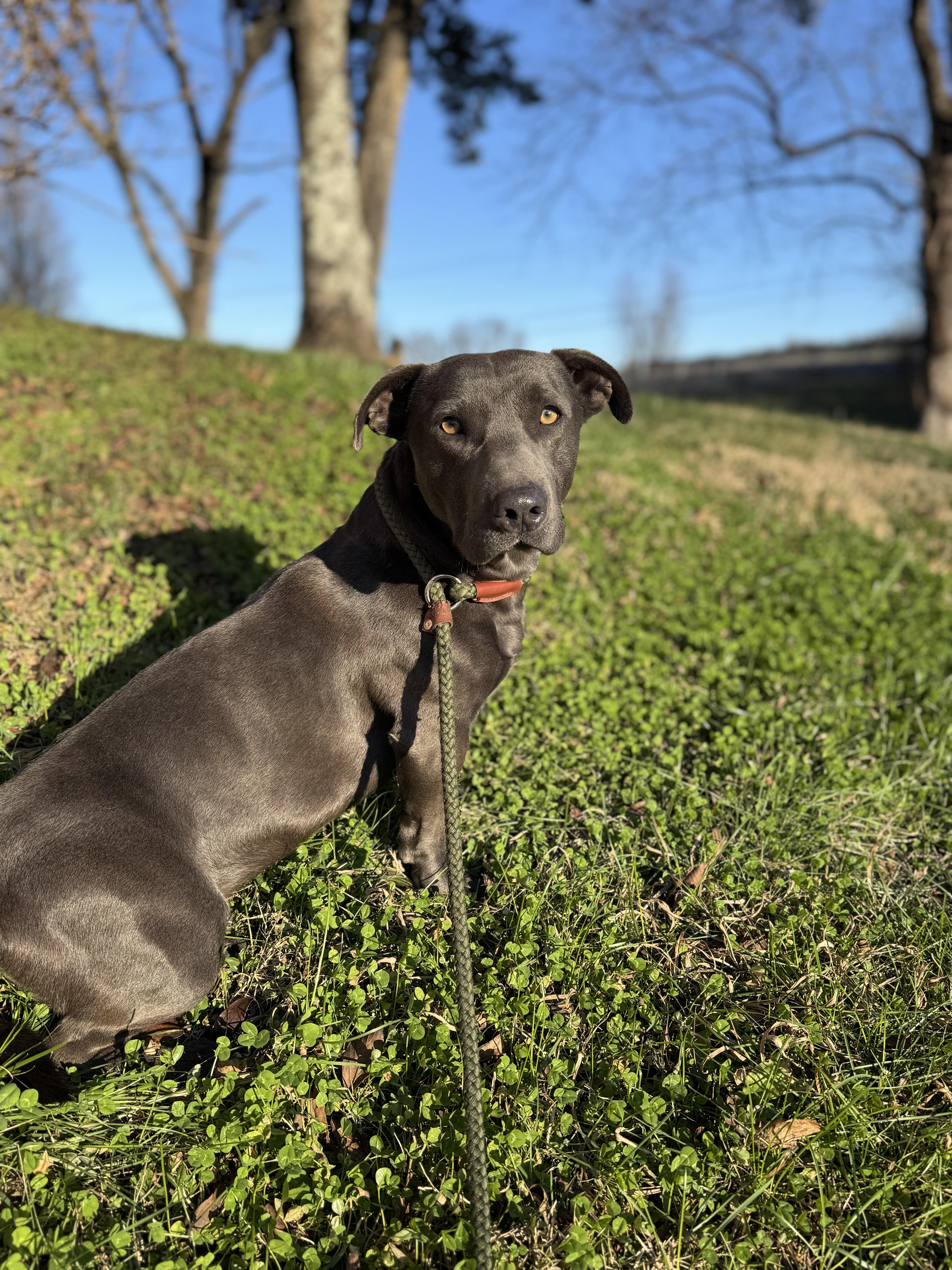 Enlarge Greyson, a Adopted mixed breed in Lynchburg, TN image 6/6