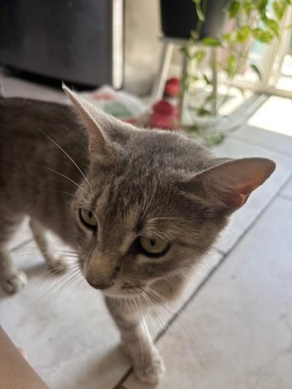 Mama Grey, Adoptable, Adult Female Domestic Short Hair & Domestic Short Hair.