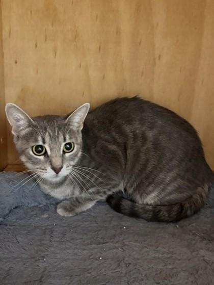 Enlarge Mama Grey, a Adoptable mixed breed in Oklahoma City, OK image 2/2