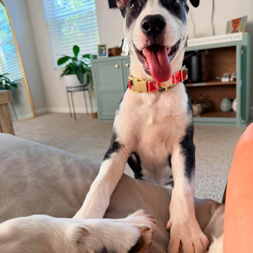 Enlarge Rosemary, a Adoptable mixed breed in Sanford, NC image 1/6