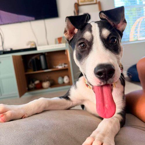 Enlarge Rosemary, a Adoptable mixed breed in Sanford, NC image 2/6