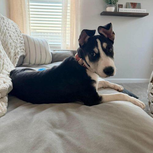 Enlarge Rosemary, a Adoptable mixed breed in Sanford, NC image 3/6