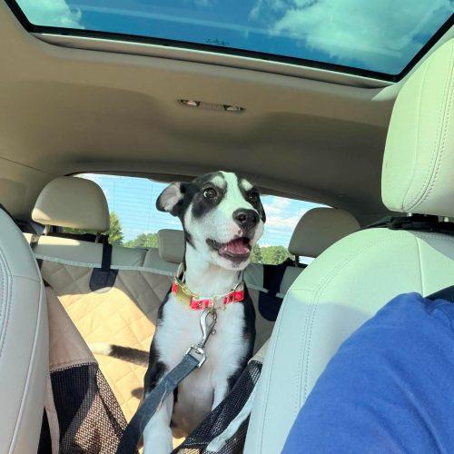 Enlarge Rosemary, a Adoptable mixed breed in Sanford, NC image 4/6