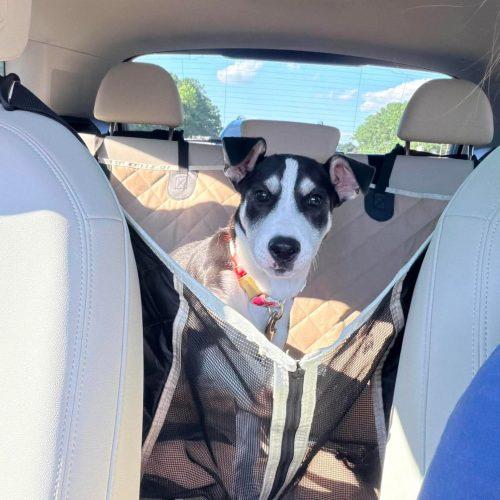 Enlarge Rosemary, a Adoptable mixed breed in Sanford, NC image 5/6