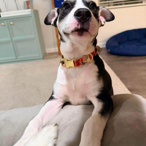 Enlarge Rosemary, a Adoptable mixed breed in Sanford, NC image 6/6