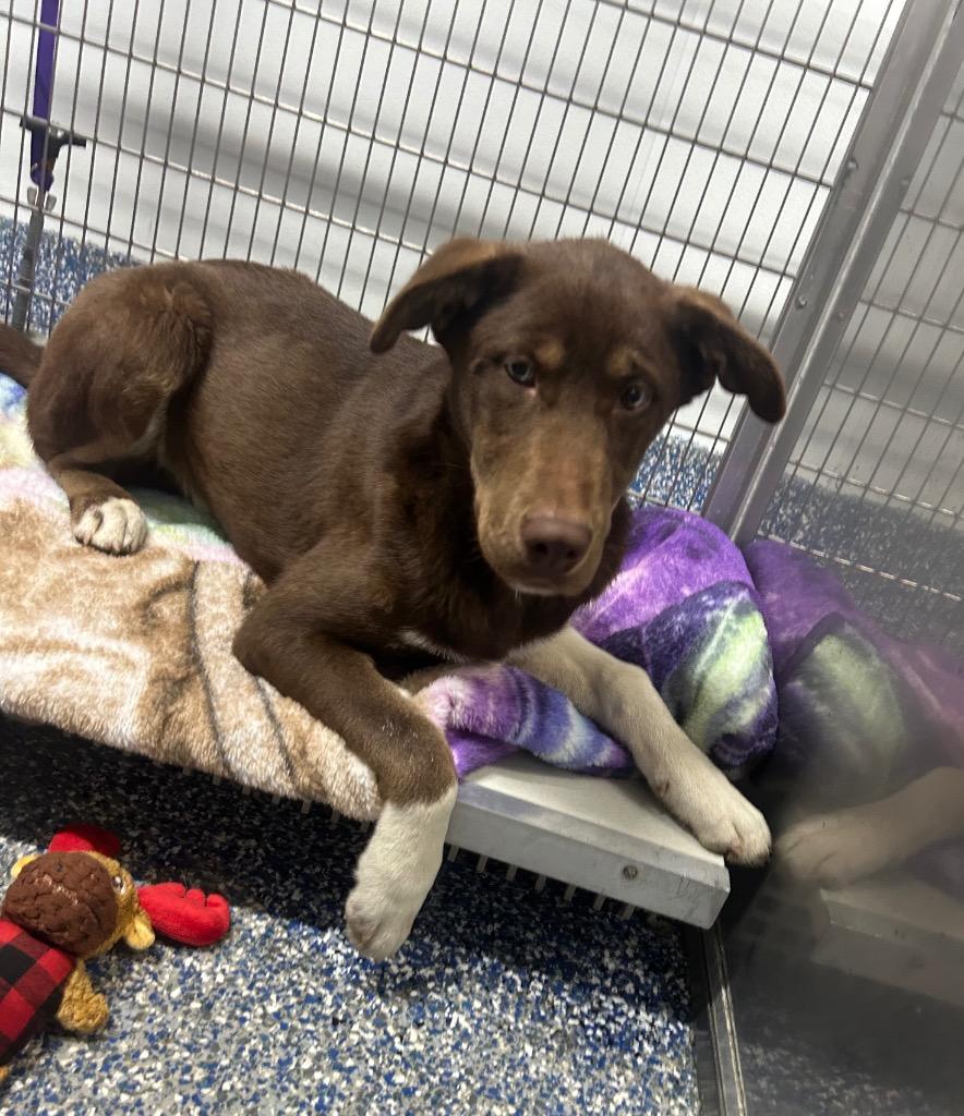 Sokka, Adoptable, Young Male Labrador Retriever & Shepherd.