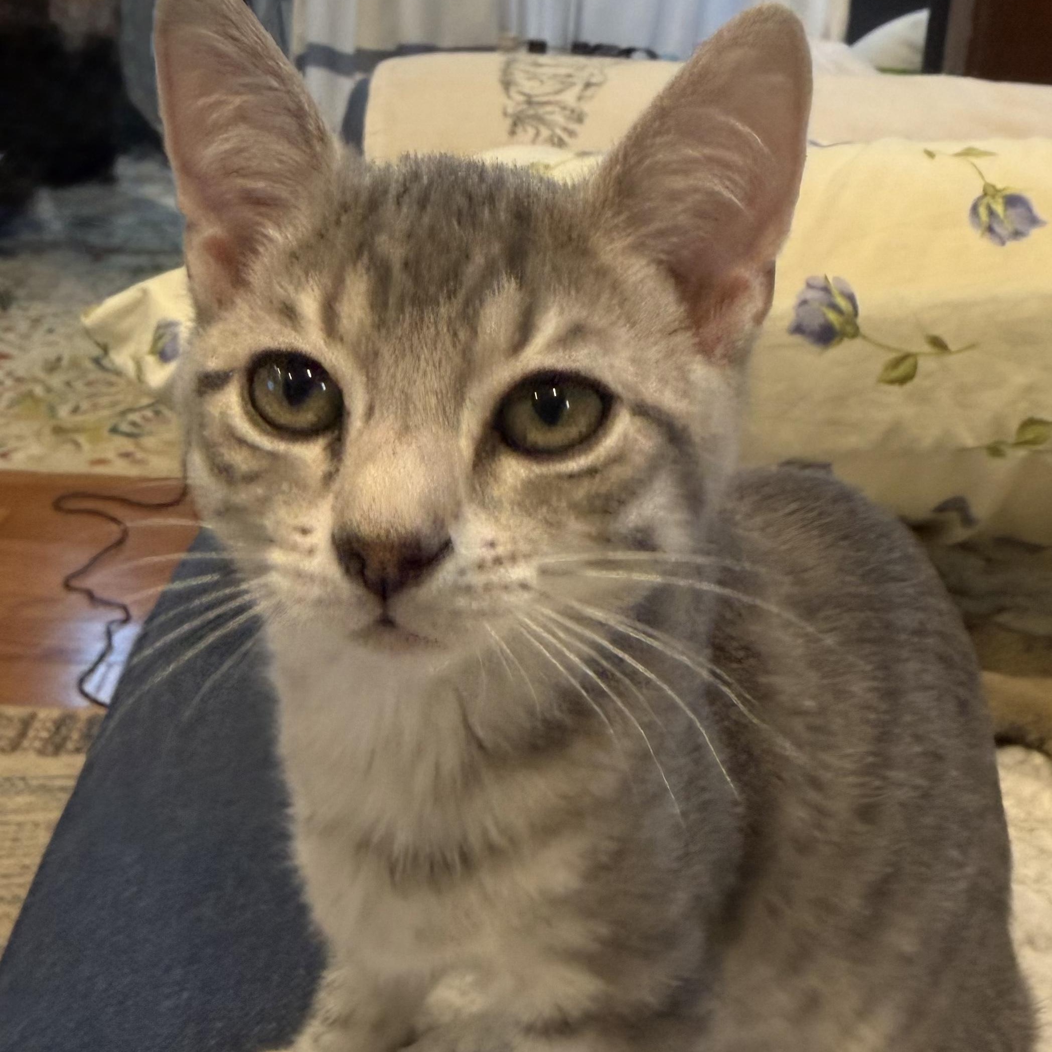 Alvin, an adopted Domestic Short Hair in Cranford, NJ image 3/4