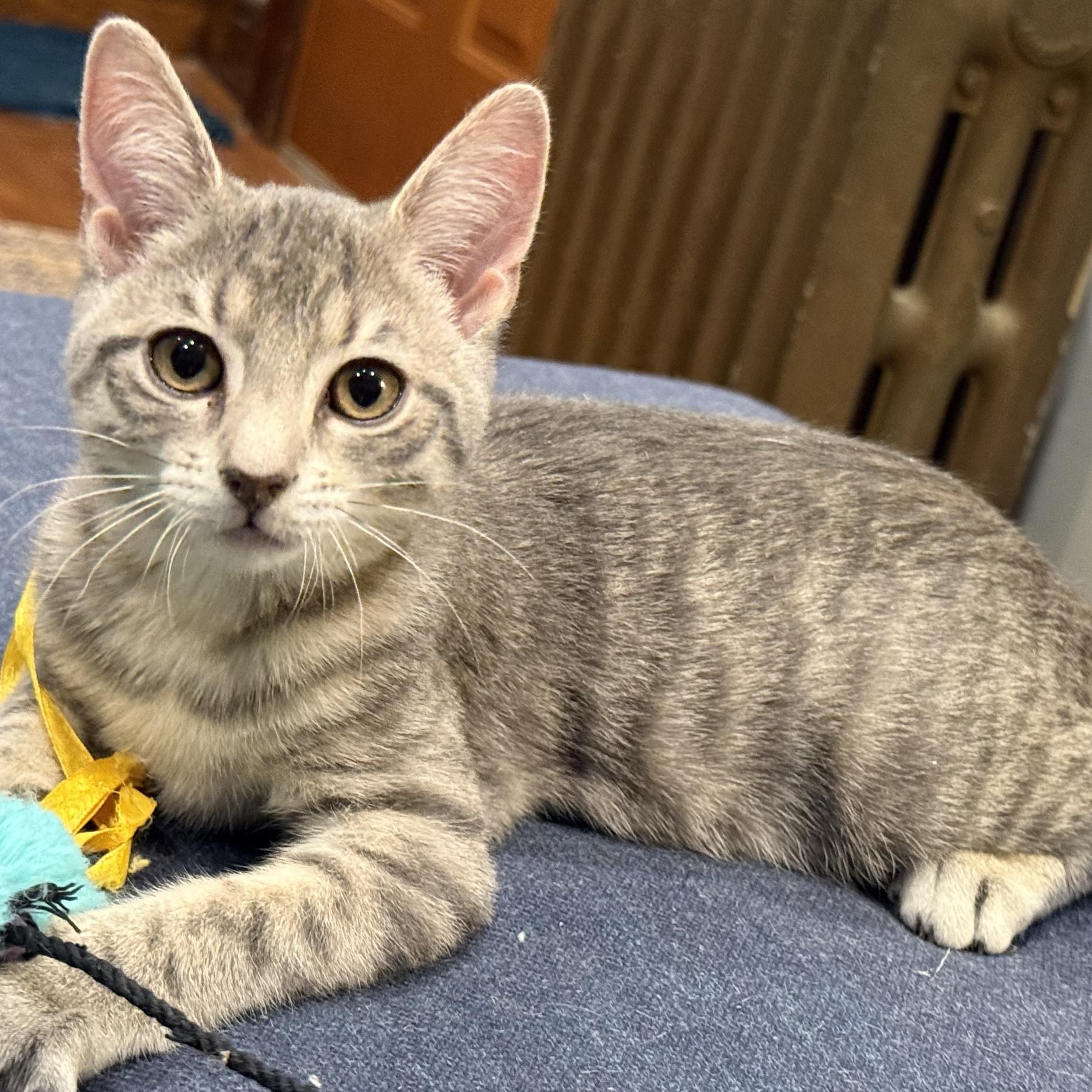 Alvin, adopted, Kitten Male Domestic Short Hair.