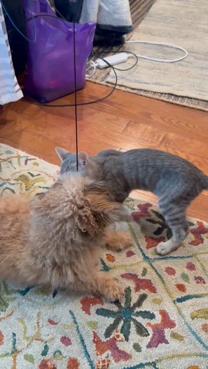 Enlarge Alvin, an adopted Domestic Short Hair in Cranford, NJ video 2/4