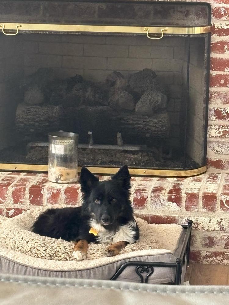 Halo, Adopted, Young Female Australian Shepherd.