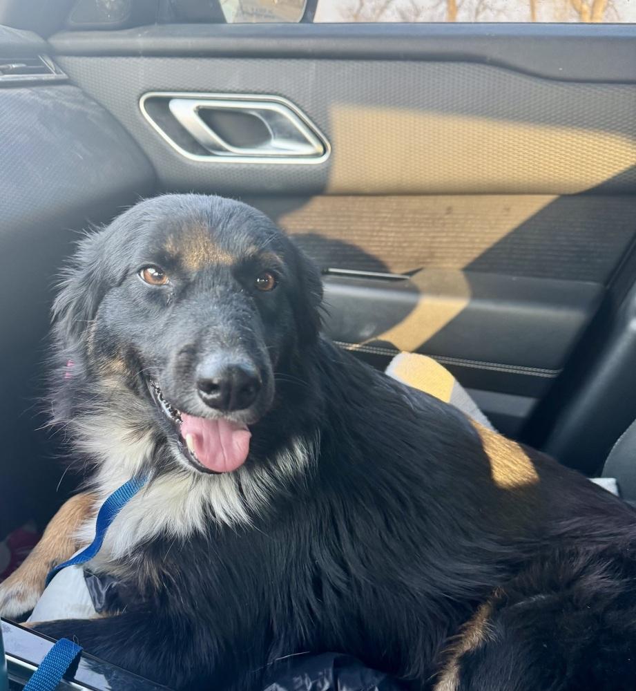 Enlarge Halo, a Adopted Australian Shepherd in TULSA, OK image 2/5