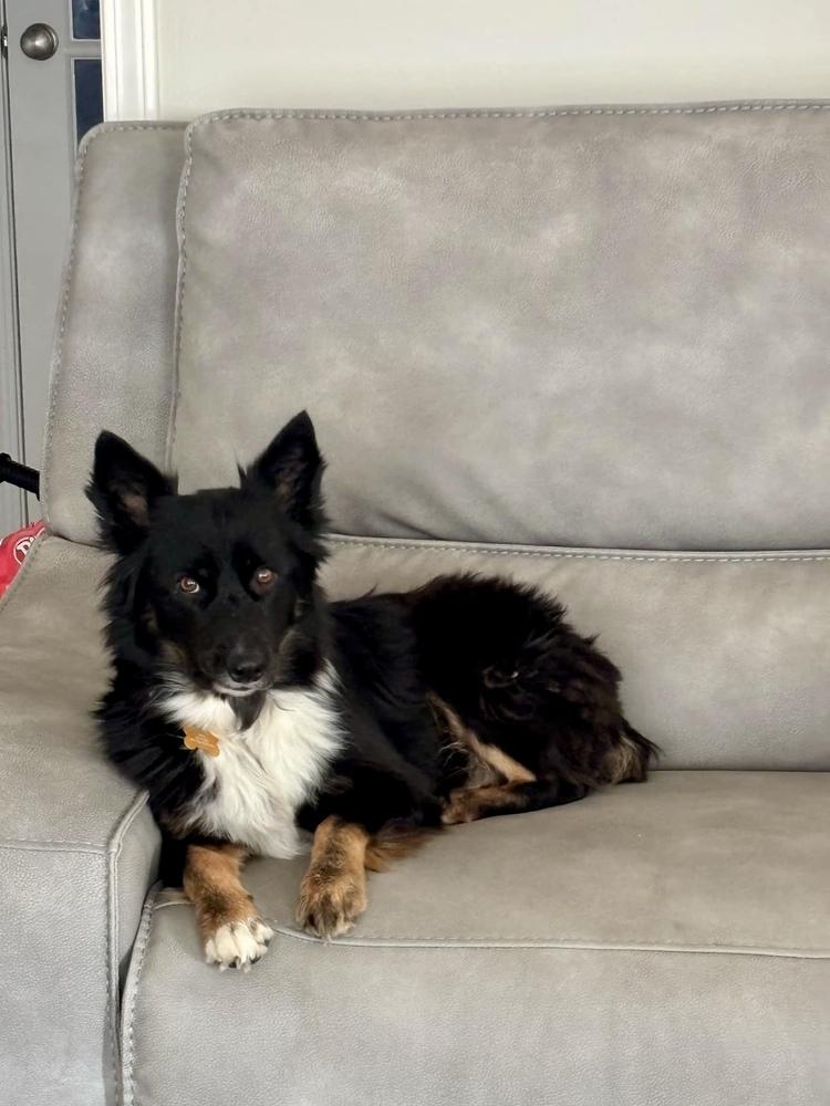 Enlarge Halo, a Adopted Australian Shepherd in TULSA, OK image 3/5