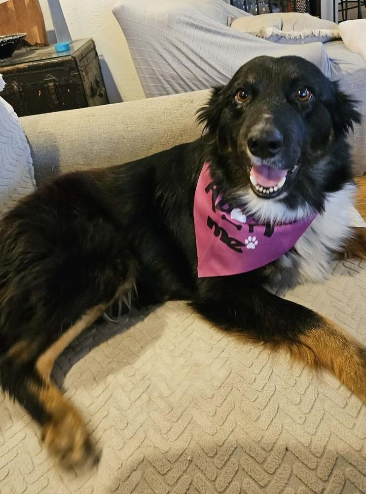 Enlarge Halo, a Adopted Australian Shepherd in TULSA, OK image 4/5