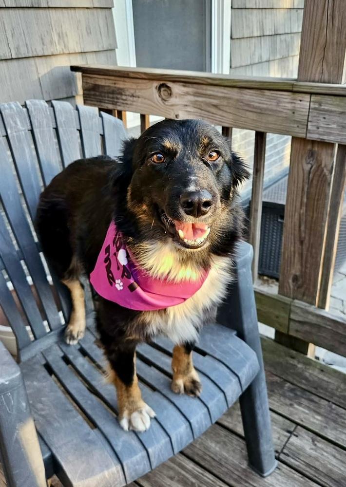Enlarge Halo, a Adopted Australian Shepherd in TULSA, OK image 5/5