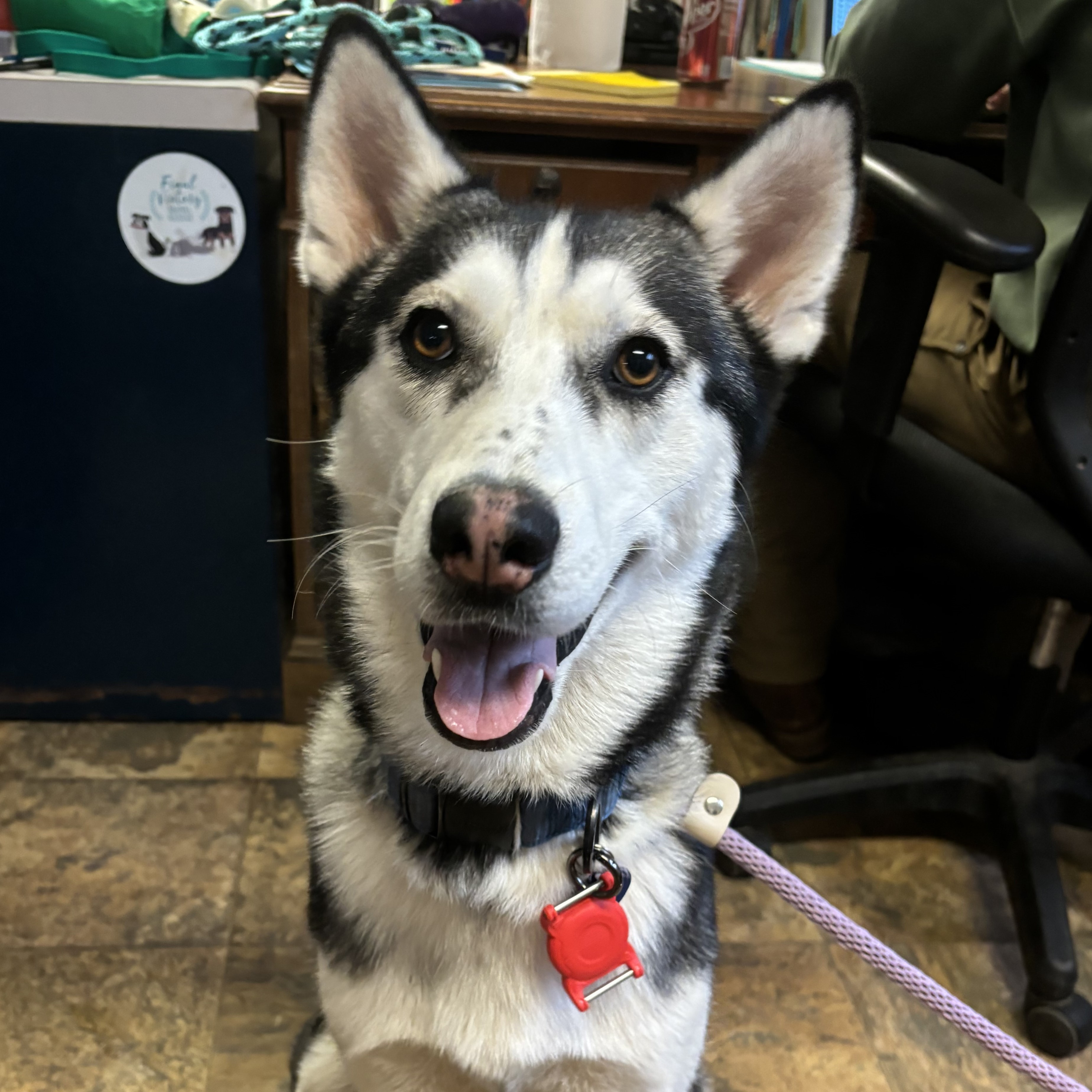 Dog for adoption Clementine, a Husky Mix in Northwood, NH Petfinder