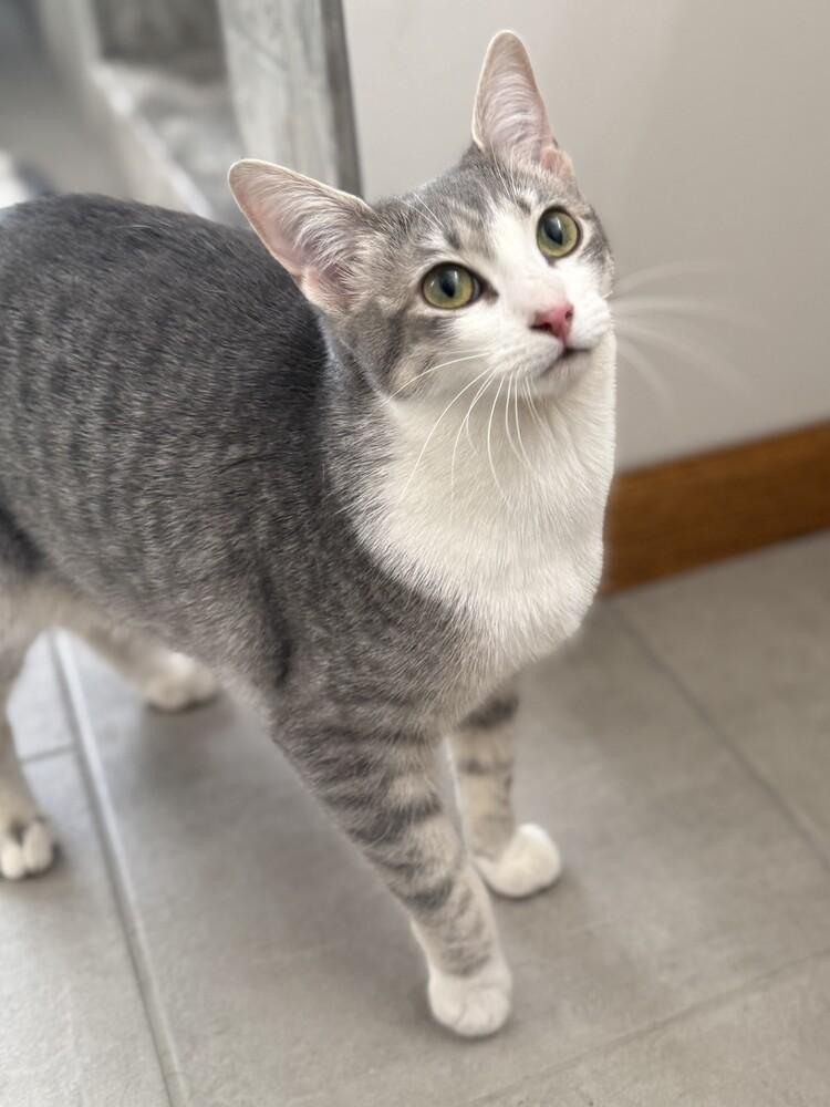 Enlarge Rosie (25-172 C), a Adoptable Domestic Short Hair in Lansing, MI image 4/6