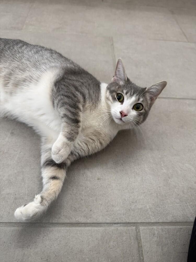 Enlarge Rosie (25-172 C), a Adoptable Domestic Short Hair in Lansing, MI image 5/6