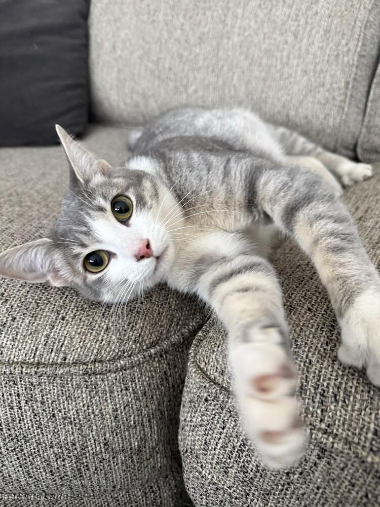 Enlarge Rosie (25-172 C), a Adoptable Domestic Short Hair in Lansing, MI image 6/6