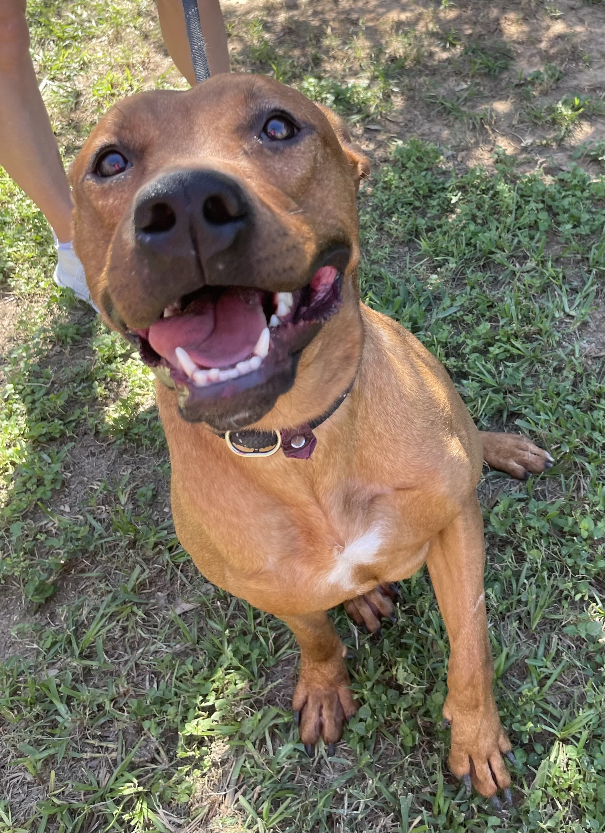 Dog for adoption Valerie, an American Staffordshire Terrier