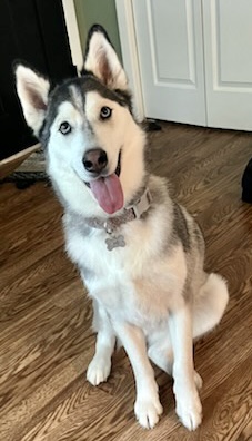 Mira, an adopted Husky & Alaskan Malamute Mix in Saint Augustine, FL_image-1