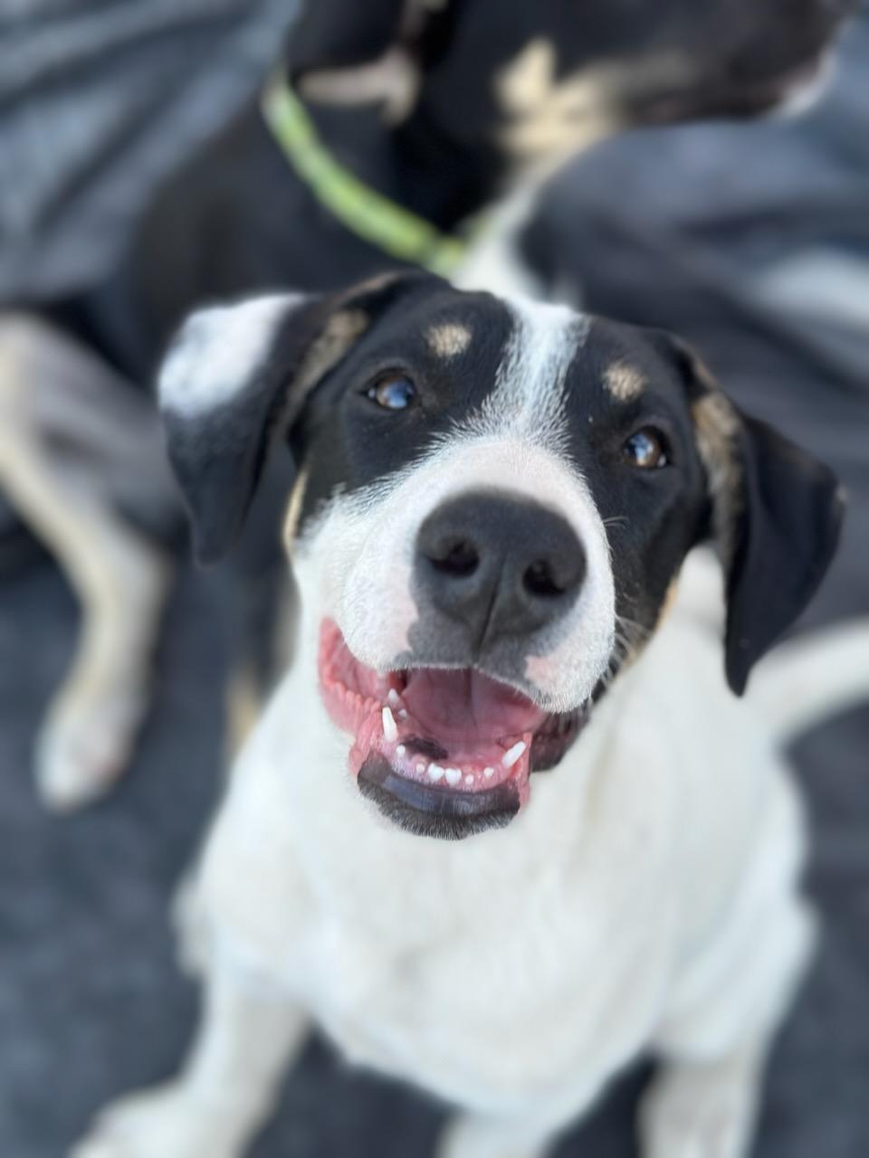 Enlarge Spot, a Adoptable mixed breed in Discovery Bay, CA image 1/6
