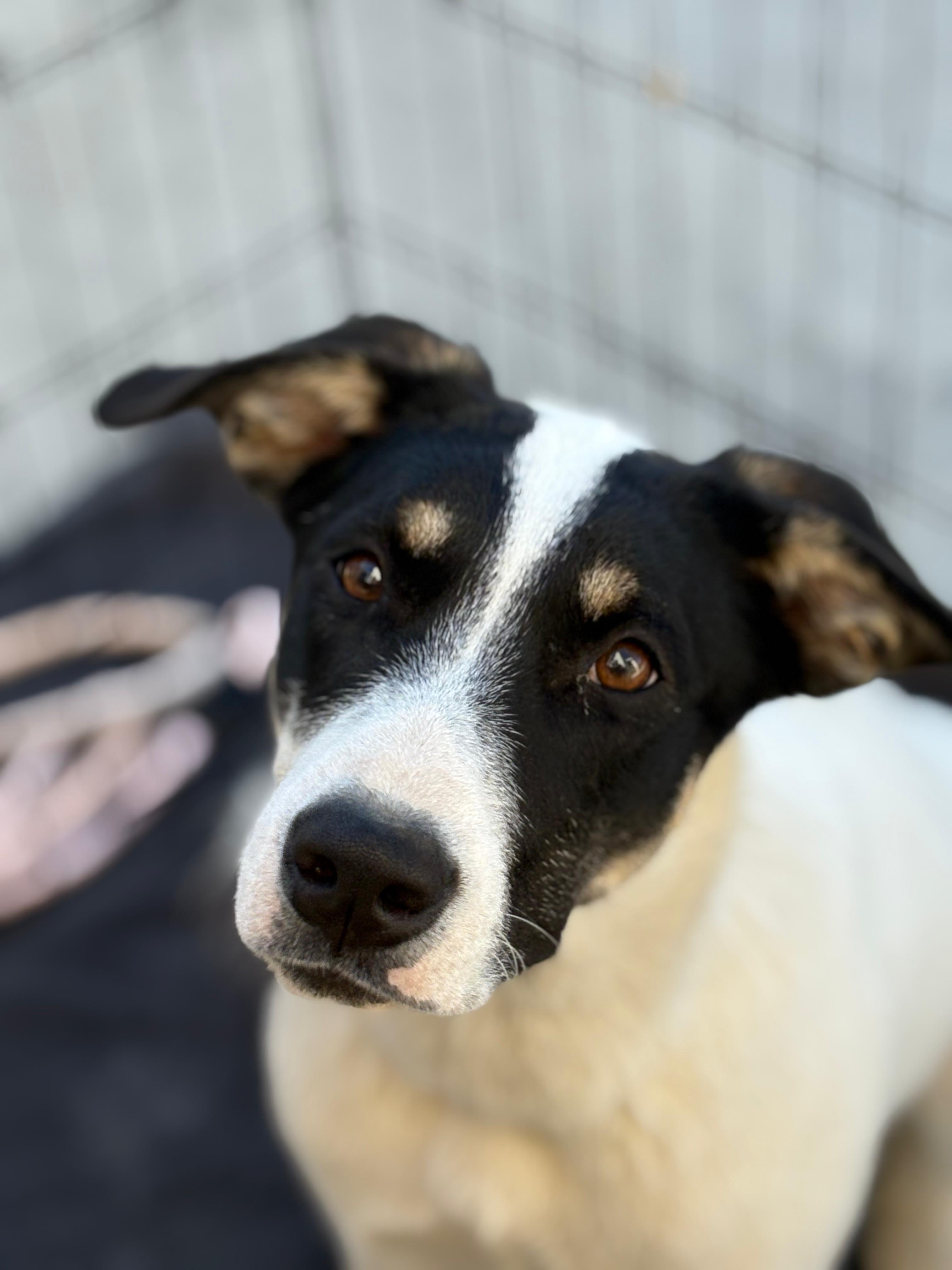 Enlarge Spot, a Adoptable mixed breed in Discovery Bay, CA image 2/6
