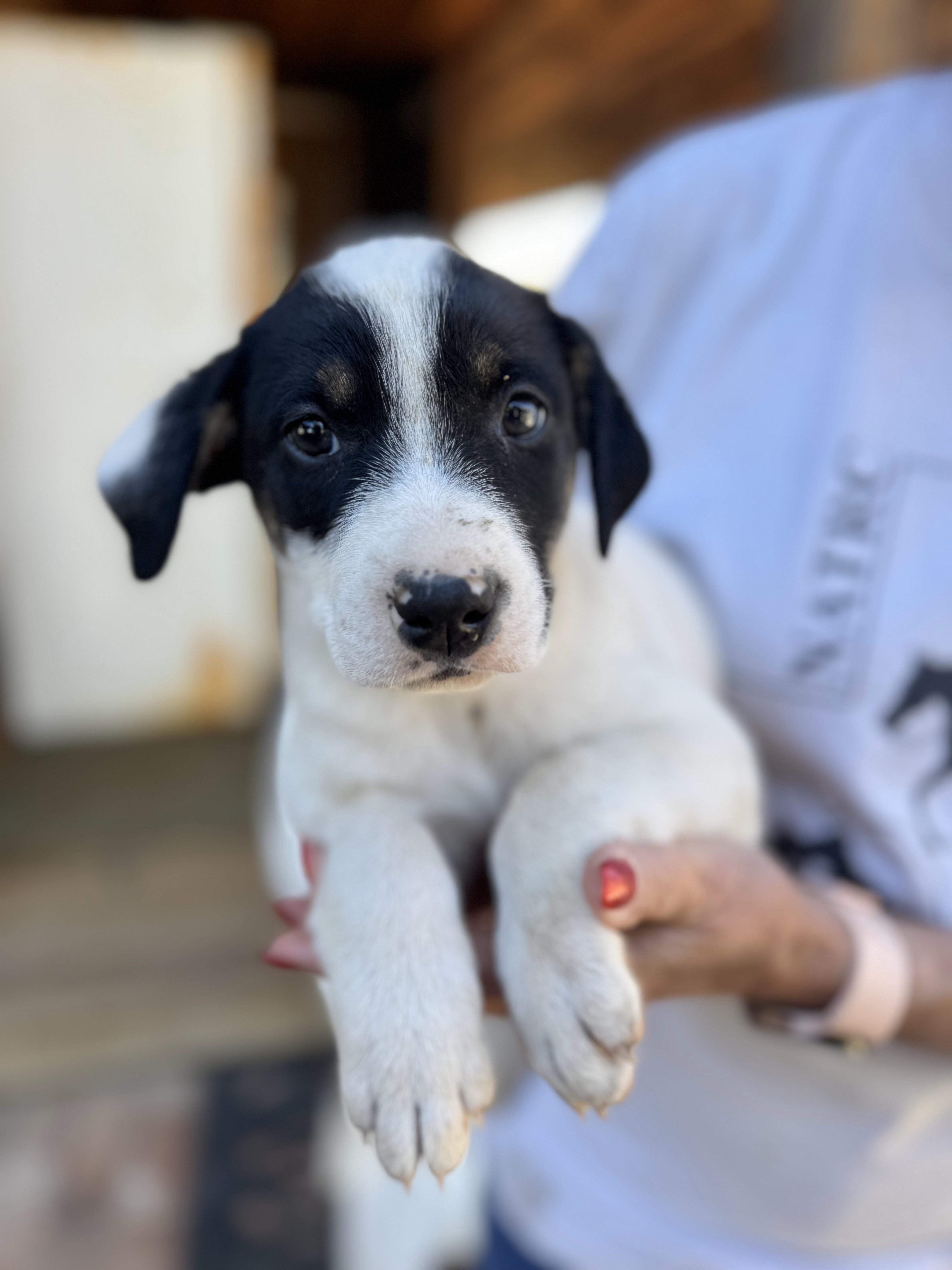 Enlarge Spot, a Adoptable mixed breed in Discovery Bay, CA image 3/6