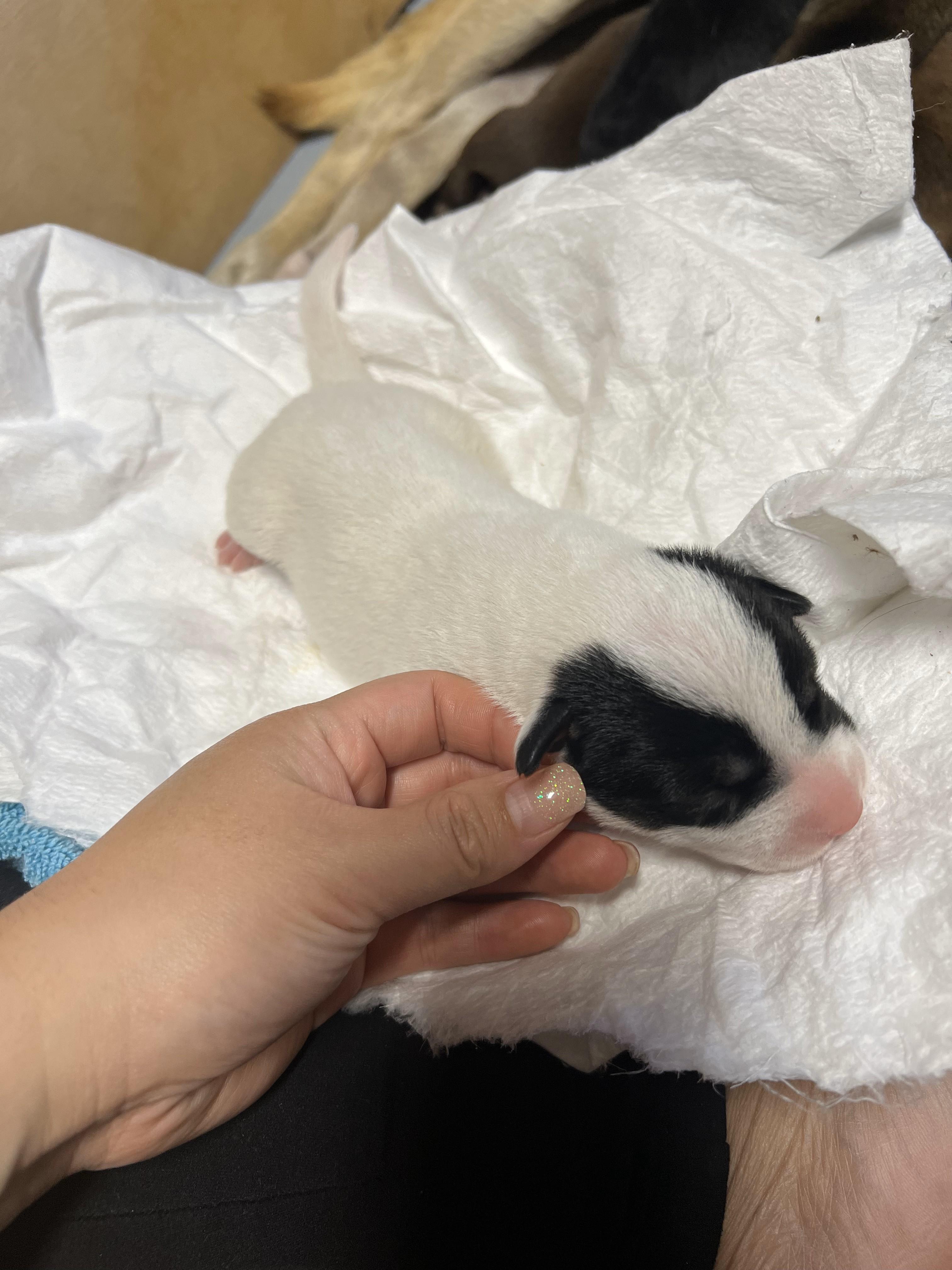 Enlarge Spot, a Adoptable mixed breed in Discovery Bay, CA image 4/6