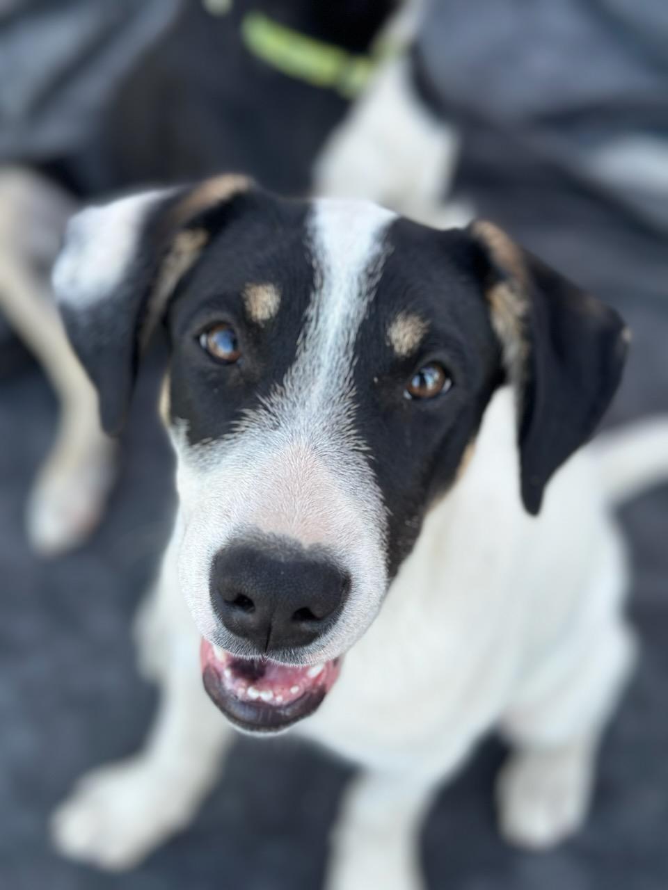 Enlarge Spot, a Adoptable mixed breed in Discovery Bay, CA image 6/6
