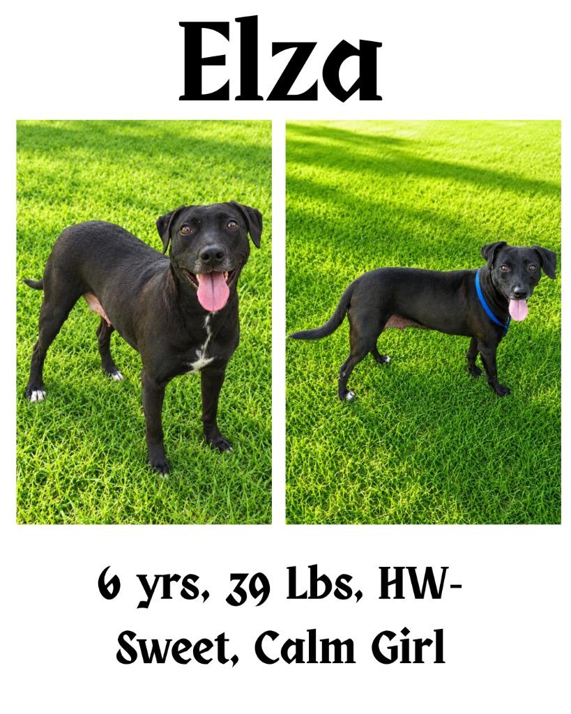 Elza, Adoptable, Adult Female Mountain Cur & Plott Hound.