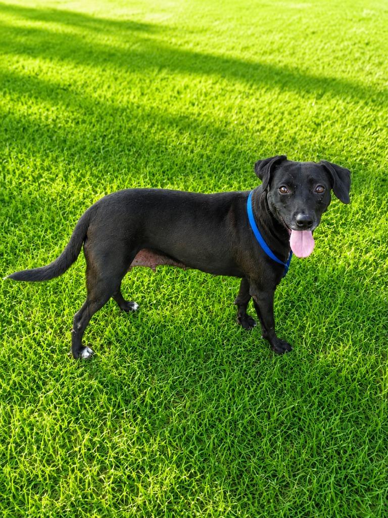 Enlarge Elza, a Adoptable mixed breed in Albany, GA image 2/6