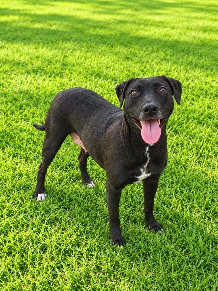 Enlarge Elza, a Adoptable mixed breed in Albany, GA image 3/6