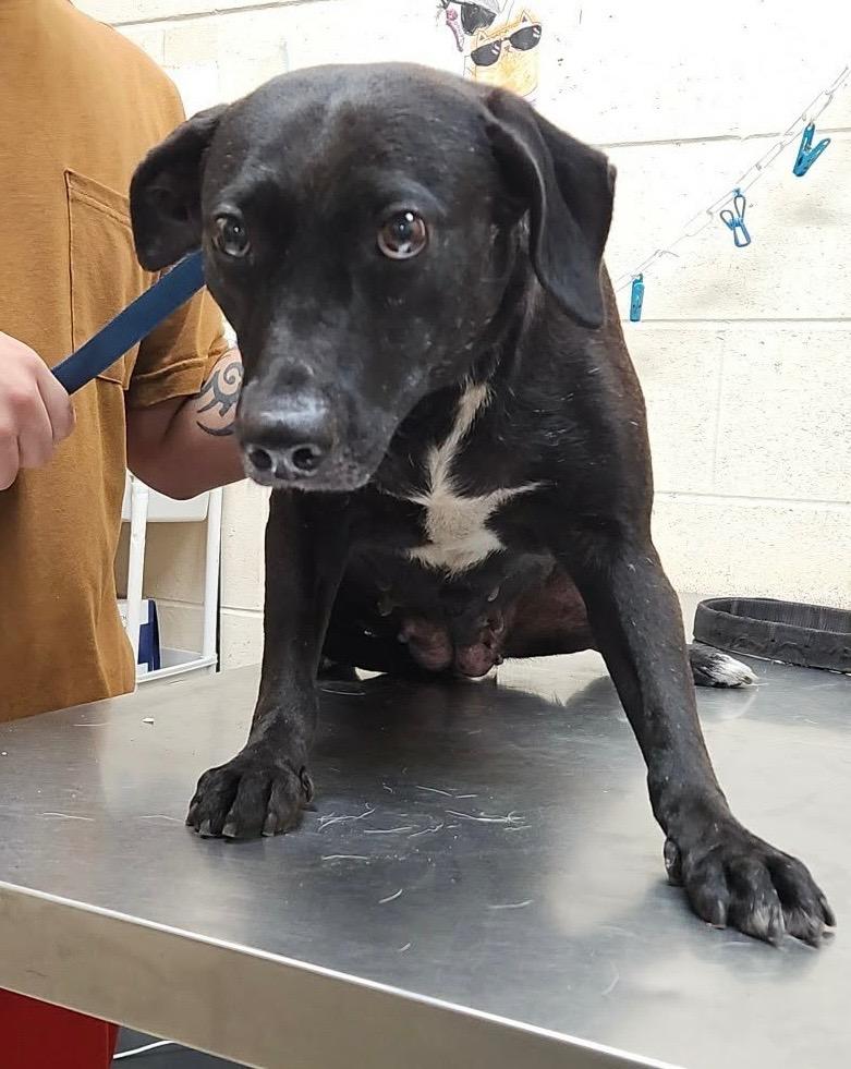Enlarge Elza, a Adoptable mixed breed in Albany, GA image 4/6